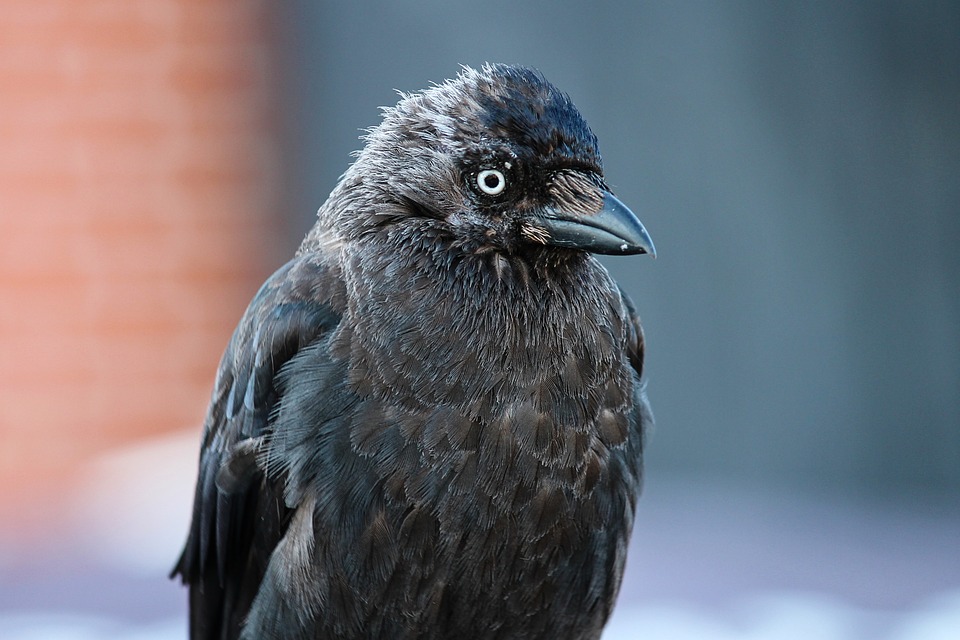 jackdaw 4321240 960 720jpg